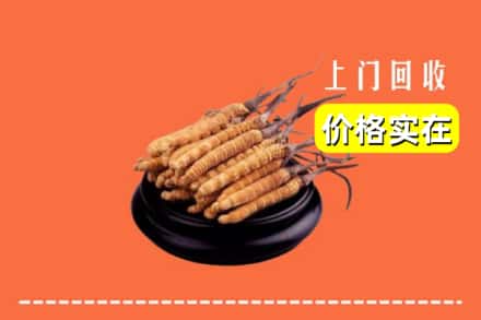 乐山市峨边回收冬虫夏草